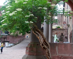 Heidelberg-6