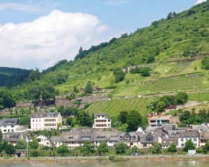 Rhine-10