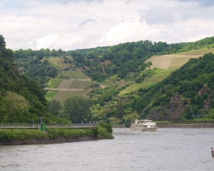 Rhine-19