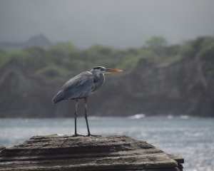 Galapagos10