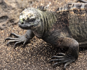 Galapagos11