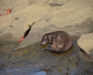 Galapagos12