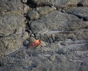 Galapagos13
