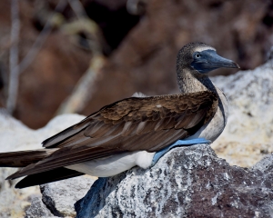 Galapagos14