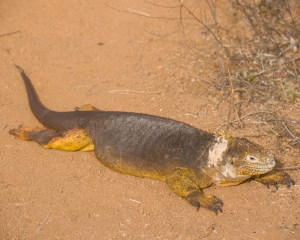 Galapagos16