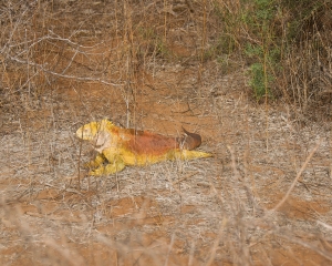 Galapagos17