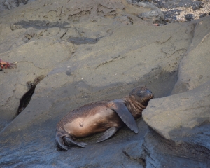 Galapagos4