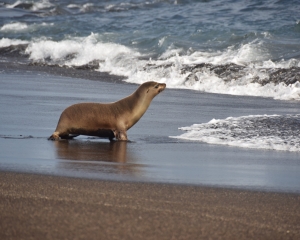 Galapagos6