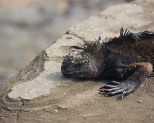 Galapagos7