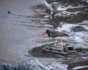 Galapagos9