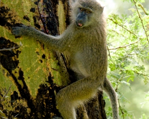 Olive Baboon