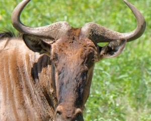 Wildebeest