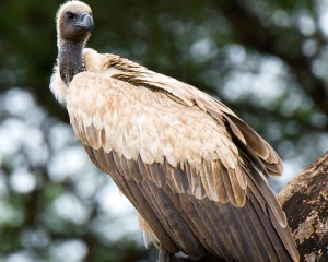 White-backed Vulture