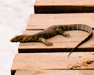 Nile Monitor Lizard