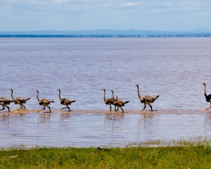 Masai Ostriches