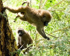 Olive Baboons