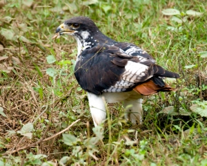 Augur Buzzard