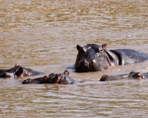 Hippopotamus