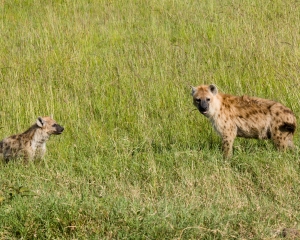 Spotted Hyenas