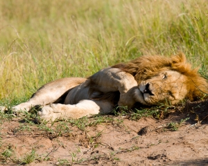 Male Lion