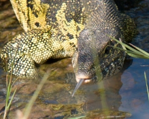 Nile Monitor Lizard