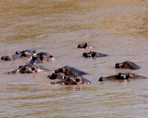 Hippos