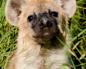 Spotted Hyena