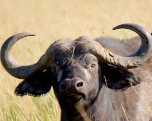 African or Cape Buffalo