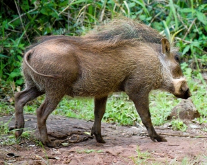 Warthog