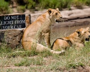 Lionesses