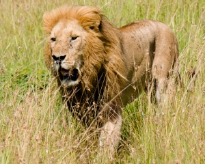 Male Lion