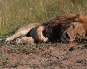 Africa-2018-Masai23