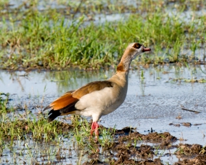 Egyption Goose