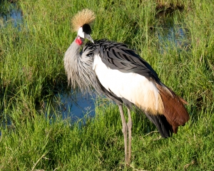 Gray Crowned Crane