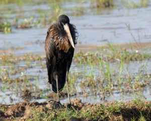 Open-Billed Stork