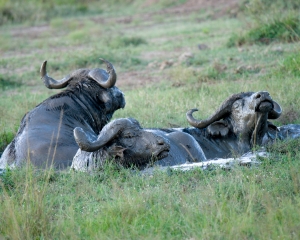 Mud Bath