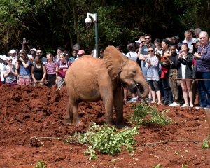 Orphaned Elephant