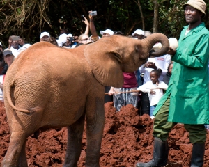 Orphaned Elephant