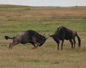 Wildebeests