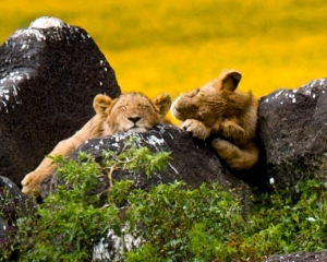 Lion Cubs