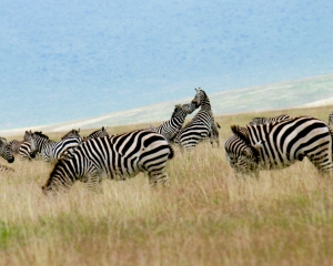 Plains Zebras