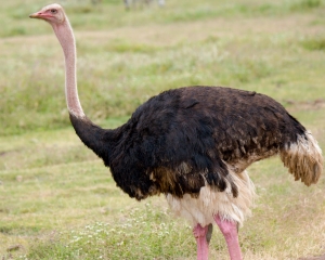 Male Masai Ostrich