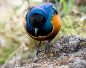 Superb Starling