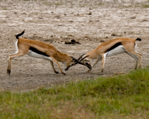 Thomson's Gazelle