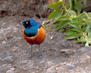 Africa-2018-Ngorongoro20