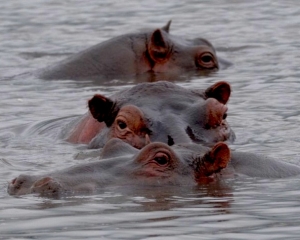 Hippopotamus