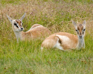 Thomson's Gazelle