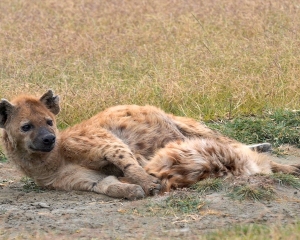 Spotted Hyenas