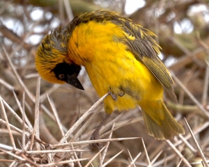 Speke's Weaver