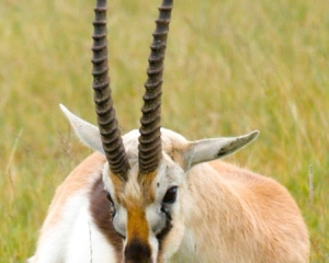 Africa-2018-Ngorongoro4